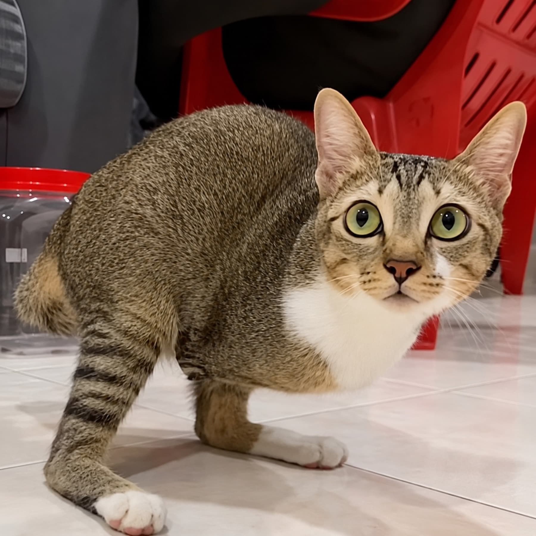 Tutu, the two-legged Dino Cat, looking into the camera